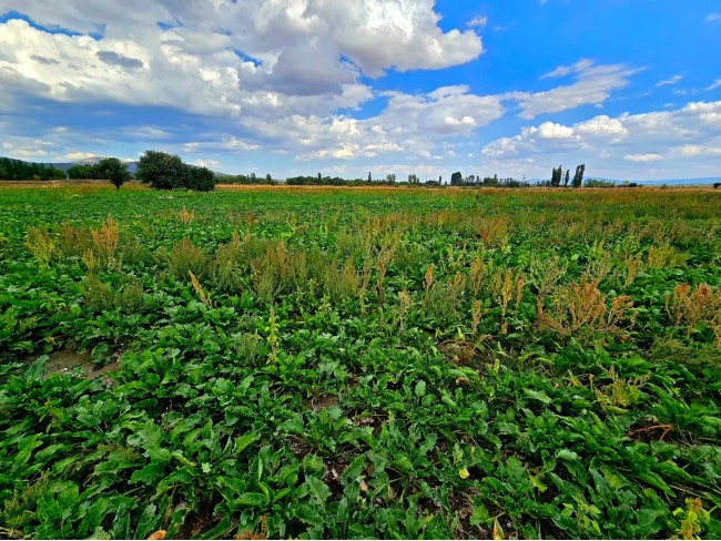 Kütahya Emet Örencik'de Köycivarı Otoyol Yanı 1.463 m2 Bakımlı Tarla. Açıklamayı Okuyarak Arayınız. Kütahya Emet Örencik'de Köycivarı Otoyol Yanı 1.463 m2 Bakımlı Tarla. Açıklamayı Okuyarak Arayınız.