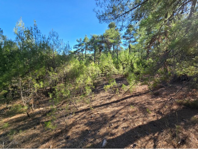Balıkesir Dursunbey Alagüney'de 2.870 m2 Resmi Yollu Çok Uygun Tarla. Açıklamayı Okuyarak Arayınız.