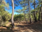 Balıkesir Dursunbey Alagüney'de 2.870 m2 Resmi Yollu Çok Uygun Tarla. Açıklamayı Okuyarak Arayınız.