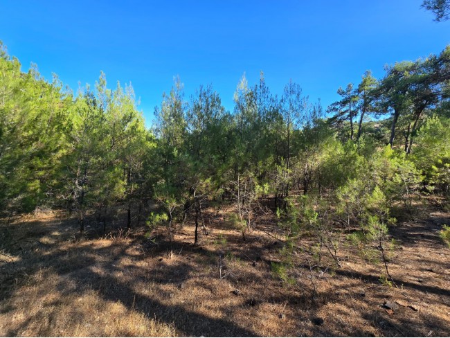 Balıkesir Dursunbey Alagüney'de 2.870 m2 Resmi Yollu Çok Uygun Tarla. Açıklamayı Okuyarak Arayınız.