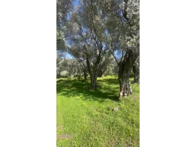 İzmir Beydağ Erikli'de 3.180 m2 Asfalt Yola Cepheli Zeytinlik. İlan Açıklamasını Okuyarak Arayınız. İzmir Beydağ Erikli'de 3.180 m2 Asfalt Yola Cepheli Zeytinlik. İlan Açıklamasını Okuyarak Arayınız.