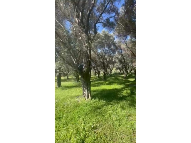 İzmir Beydağ Erikli'de 3.180 m2 Asfalt Yola Cepheli Zeytinlik. İlan Açıklamasını Okuyarak Arayınız. İzmir Beydağ Erikli'de 3.180 m2 Asfalt Yola Cepheli Zeytinlik. İlan Açıklamasını Okuyarak Arayınız.