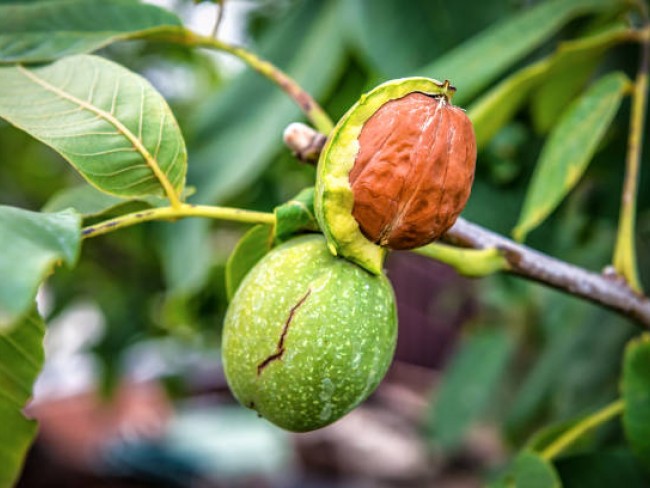 Balıkesir Dursunbey Delice'de Yatırımlık 25.587 m2 Ceviz Badem Bahçesi. İlan Açıklamasını Okuyunuz.