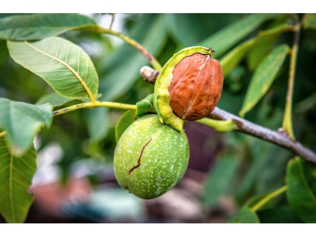 Balıkesir Dursunbey Delice'de Yatırımlık 25.587 m2 Ceviz Badem Bahçesi. İlan Açıklamasını Okuyunuz.