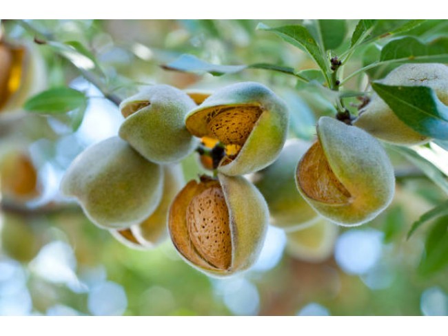 Balıkesir Dursunbey Delice'de Yatırımlık 25.587 m2 Ceviz Badem Bahçesi. İlan Açıklamasını Okuyunuz.