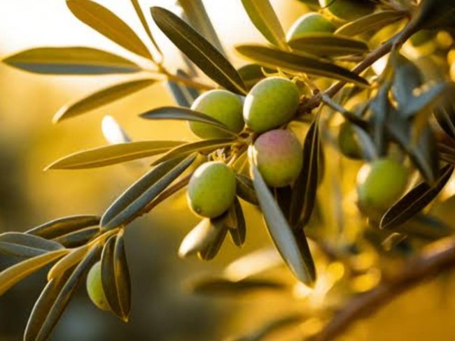 İzmir Bayındır Çiftçigediği'nde 7.050 m2 Yatırımlık Zeytinlik. İlan Açıklamasını Okuyarak Arayınız.