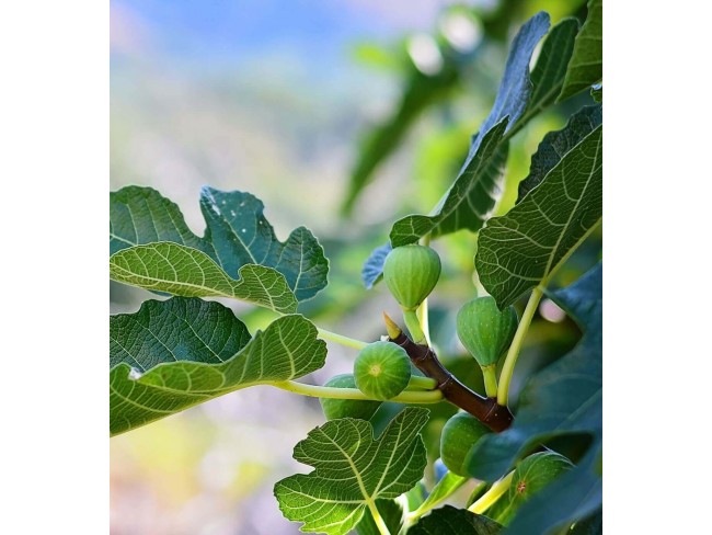 Aydın Germencik Ortaklar'da İmar Dibinde 2.180 m2 Uygun İncir Bahçesi. Açıklamayı Okuyarak Arayınız.