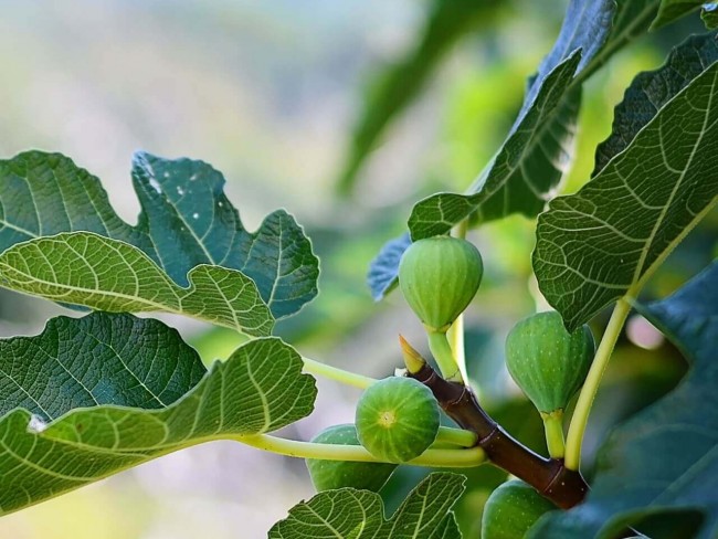 Aydın Germencik Ortaklar'da İmar Dibinde 2.180 m2 Uygun İncir Bahçesi. Açıklamayı Okuyarak Arayınız.