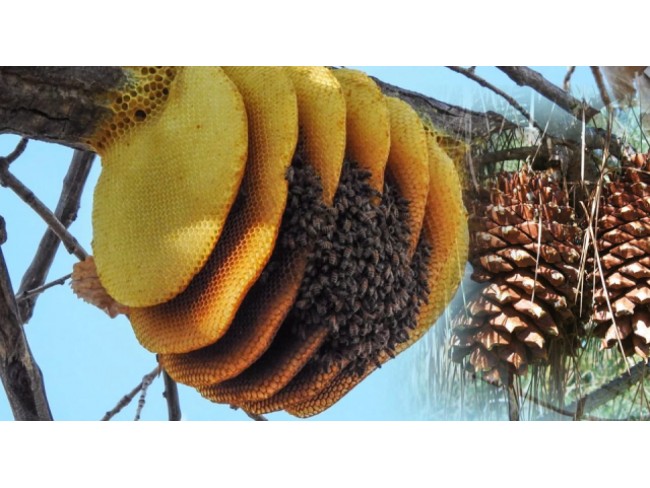 İzmir Bergama Yukarıada 19.897 m2 Bahçe. Antep Fıstığı, Ceviz, Kestane, Zeytin. Açıklamayı Okuyunuz.