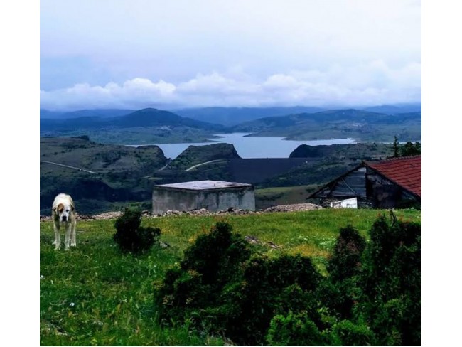 İzmir Bergama Yukarıada 19.897 m2 Bahçe. Antep Fıstığı, Ceviz, Kestane, Zeytin. Açıklamayı Okuyunuz.