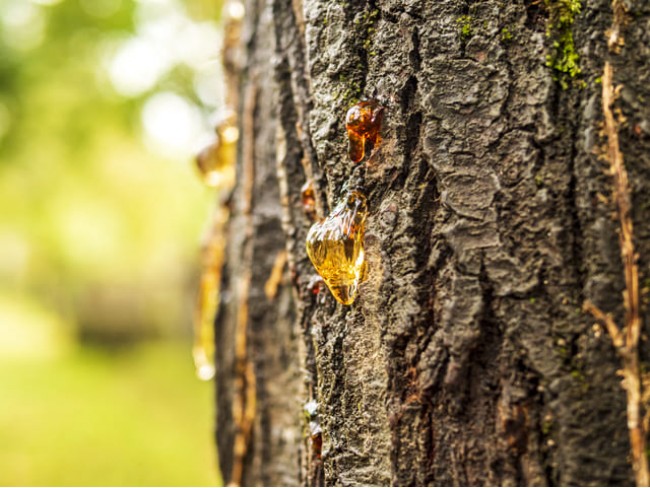 İzmir Bergama Yukarıada 19.897 m2 Bahçe. Antep Fıstığı, Ceviz, Kestane, Zeytin. Açıklamayı Okuyunuz.