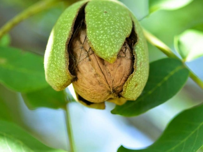 İzmir Bergama Yukarıada 19.897 m2 Bahçe. Antep Fıstığı, Ceviz, Kestane, Zeytin. Açıklamayı Okuyunuz.