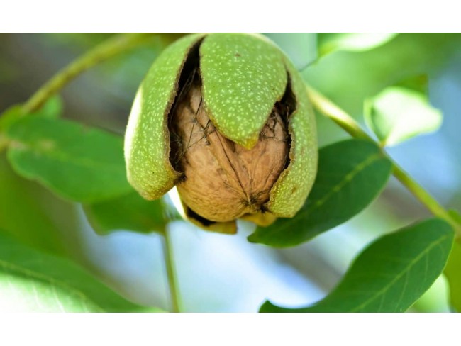 İzmir Bergama Yukarıada 19.897 m2 Bahçe. Antep Fıstığı, Ceviz, Kestane, Zeytin. Açıklamayı Okuyunuz.