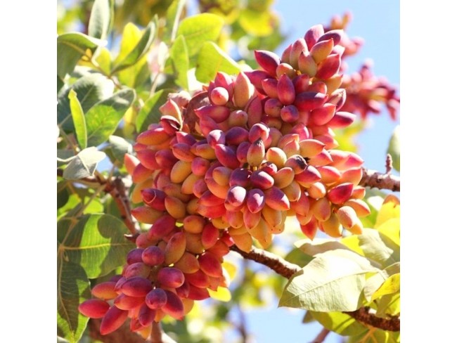 İzmir Bergama Yukarıada 19.897 m2 Bahçe. Antep Fıstığı, Ceviz, Kestane, Zeytin. Açıklamayı Okuyunuz.