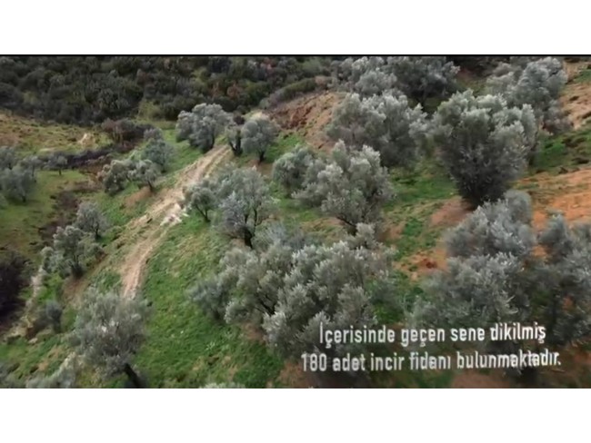 İzmir Beydağ Erikli'de Köy Yanı 9.300 m2 Zeytinlik ve İncir Bahçesi. Açıklamayı Okuyarak Arayınız.