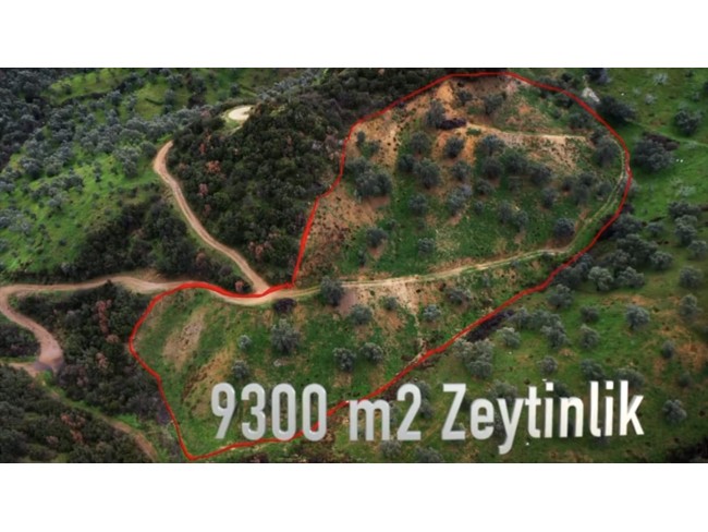 İzmir Beydağ Erikli'de Köy Yanı 9.300 m2 Zeytinlik ve İncir Bahçesi. Açıklamayı Okuyarak Arayınız.