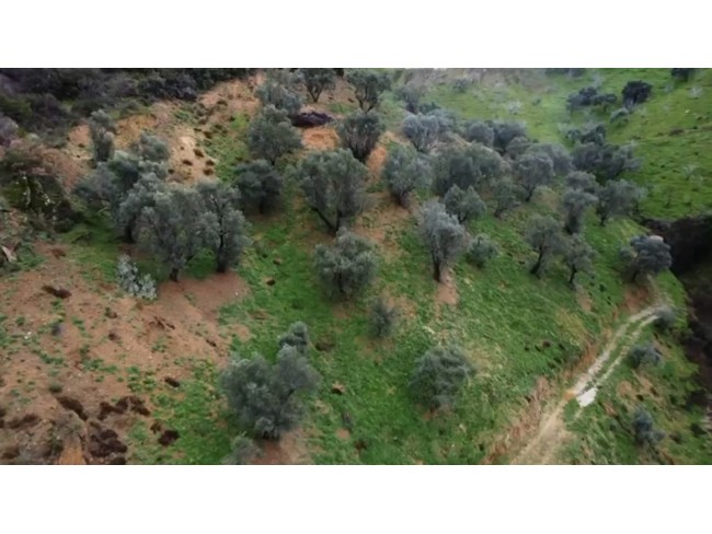 İzmir Beydağ Erikli'de Köy Yanı 9.300 m2 Zeytinlik ve İncir Bahçesi. Açıklamayı Okuyarak Arayınız.