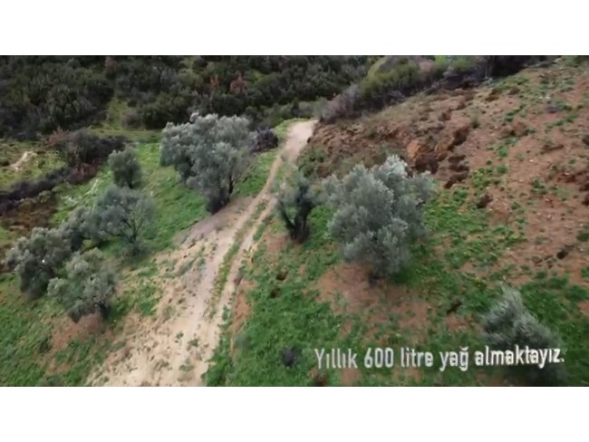 İzmir Beydağ Erikli'de Köy Yanı 9.300 m2 Zeytinlik ve İncir Bahçesi. Açıklamayı Okuyarak Arayınız.