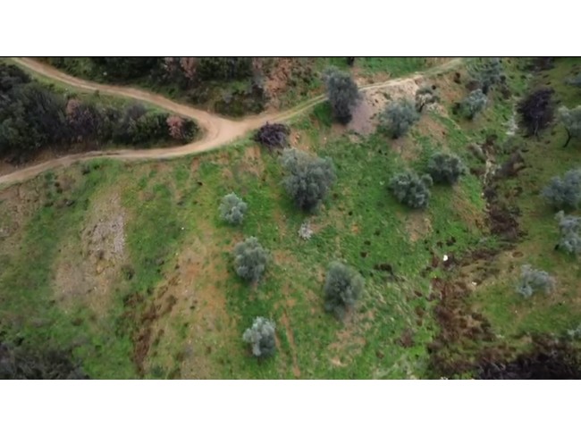 İzmir Beydağ Erikli'de Köy Yanı 9.300 m2 Zeytinlik ve İncir Bahçesi. Açıklamayı Okuyarak Arayınız.