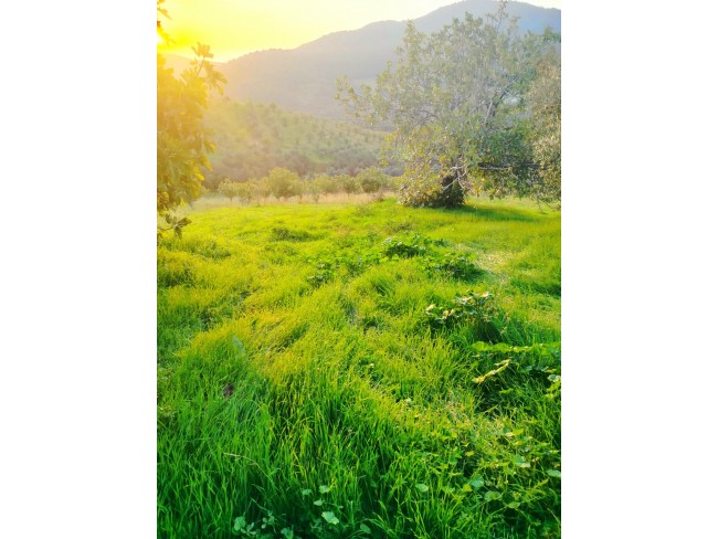 İzmir Kiraz Gedik'de 2 Adet Çiftlik Evi Dam, 16.550 m2 Meyve Ağaçları. Açıklamayı Okuyarak Arayınız.