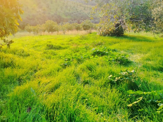 İzmir Kiraz Gedik'de 2 Adet Çiftlik Evi Dam, 16.550 m2 Meyve Ağaçları. Açıklamayı Okuyarak Arayınız.