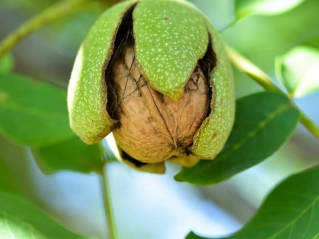 İzmir Kiraz İğdeli'de 19.414 m2 Takaslı Ceviz ve Meyve Bahçesi ile Tavuk Damı. Açıklamayı Okuyunuz.