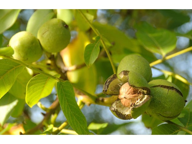 İzmir Kiraz İğdeli'de 19.414 m2 Takaslı Ceviz ve Meyve Bahçesi ile Tavuk Damı. Açıklamayı Okuyunuz.