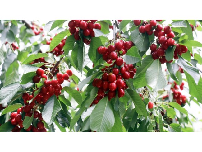 İzmir Kiraz İğdeli'de 19.414 m2 Takaslı Ceviz ve Meyve Bahçesi ile Tavuk Damı. Açıklamayı Okuyunuz.