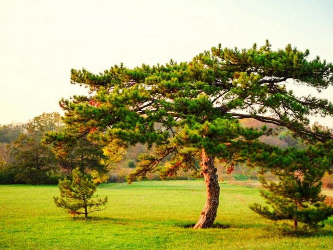 İzmir Bergama Okçular'da 11.040 m2 Yatırımlık Fıstıklık. İlan Açıklamasını Okuyarak Arayınız.