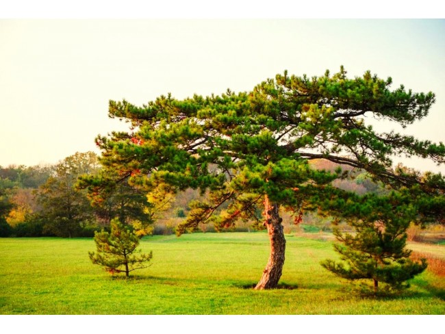 İzmir Bergama Okçular'da 11.040 m2 Yatırımlık Fıstıklık. İlan Açıklamasını Okuyarak Arayınız.