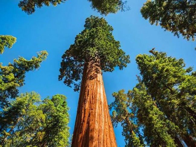 İzmir Bergama Okçular'da 11.040 m2 Yatırımlık Fıstıklık. İlan Açıklamasını Okuyarak Arayınız.