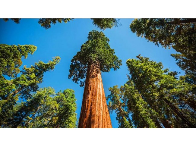 İzmir Bergama Okçular'da 11.040 m2 Yatırımlık Fıstıklık. İlan Açıklamasını Okuyarak Arayınız.