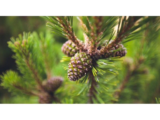 İzmir Bergama Okçular'da 11.040 m2 Yatırımlık Fıstıklık. İlan Açıklamasını Okuyarak Arayınız.