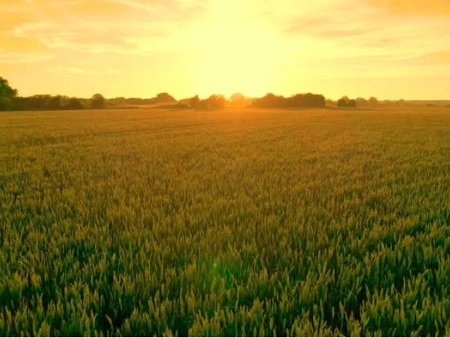 Denizli Bekilli Çamköy'de 4.206 m2 Yatırımlık Düz Tarla. İlan Açıklamasını Okuyarak Arayınız.