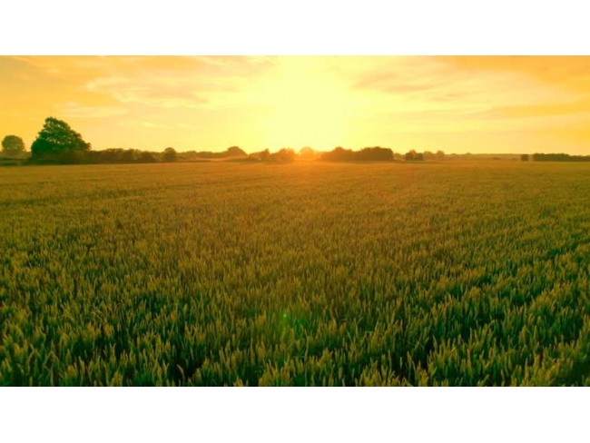 Denizli Bekilli Çamköy'de 4.206 m2 Yatırımlık Düz Tarla. İlan Açıklamasını Okuyarak Arayınız.