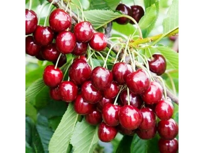 İzmir Kemalpaşa Armutlu Hürriyet'te 5.856 m2 Kiraz Zeytin Bağı. Daire Takaslı. Açıklamayı Okuyunuz.