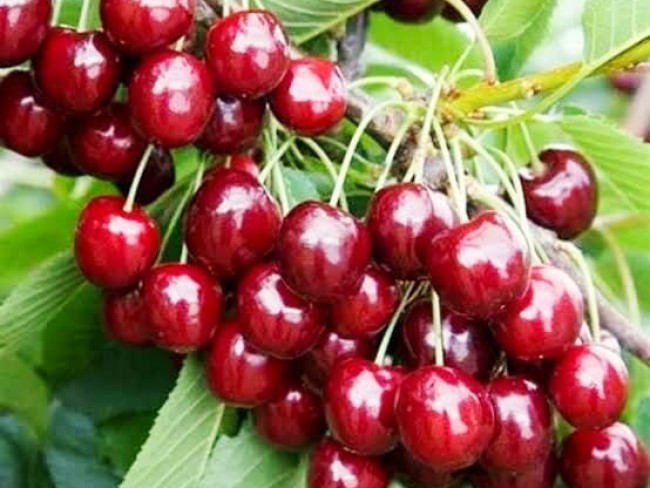 İzmir Kemalpaşa Armutlu Hürriyet'te 5.856 m2 Kiraz Zeytin Bağı. Daire Takaslı. Açıklamayı Okuyunuz.