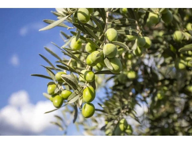 İzmir Kemalpaşa Armutlu Hürriyet'te 5.856 m2 Kiraz Zeytin Bağı. Daire Takaslı. Açıklamayı Okuyunuz.