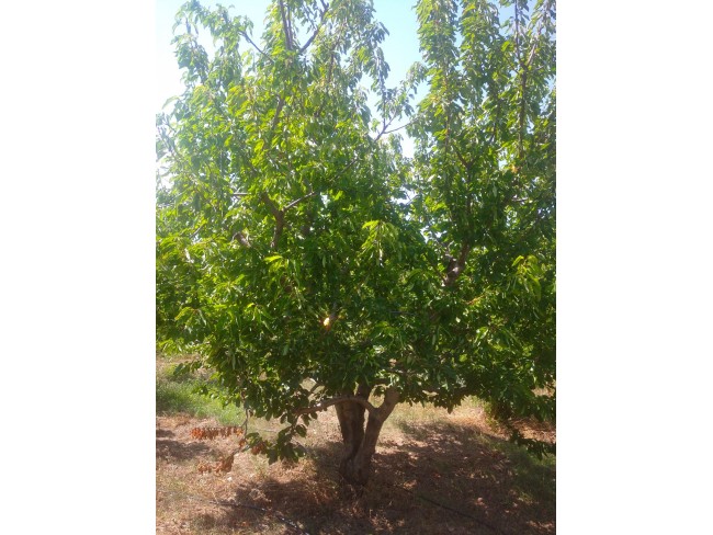 İzmir Kemalpaşa Armutlu Hürriyet'te 5.856 m2 Kiraz Zeytin Bağı. Daire Takaslı. Açıklamayı Okuyunuz.