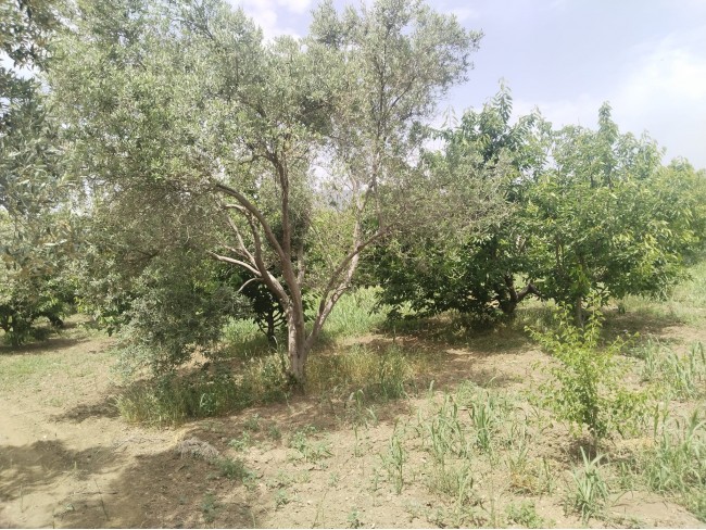 İzmir Kemalpaşa Armutlu Hürriyet'te 5.856 m2 Kiraz Zeytin Bağı. Daire Takaslı. Açıklamayı Okuyunuz.