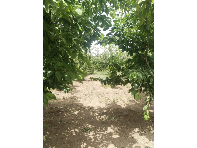 İzmir Kemalpaşa Armutlu Hürriyet'te 5.856 m2 Kiraz Zeytin Bağı. Daire Takaslı. Açıklamayı Okuyunuz.