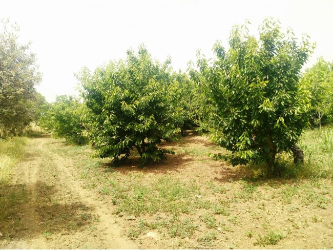 İzmir Kemalpaşa Armutlu Hürriyet'te 5.856 m2 Kiraz Zeytin Bağı. Daire Takaslı. Açıklamayı Okuyunuz.