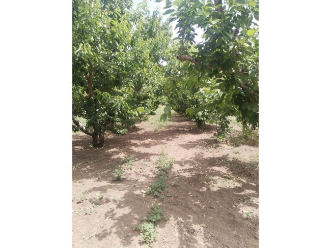 İzmir Kemalpaşa Armutlu Hürriyet'te 5.856 m2 Kiraz Zeytin Bağı. Daire Takaslı. Açıklamayı Okuyunuz.