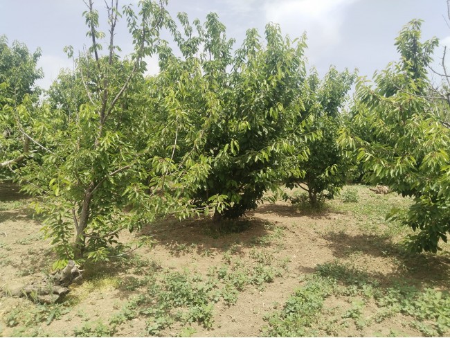 İzmir Kemalpaşa Armutlu Hürriyet'te 5.856 m2 Kiraz Zeytin Bağı. Daire Takaslı. Açıklamayı Okuyunuz.