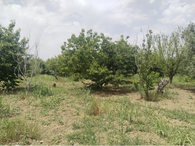 İzmir Kemalpaşa Armutlu Hürriyet'te 5.856 m2 Kiraz Zeytin Bağı. Daire Takaslı. Açıklamayı Okuyunuz.