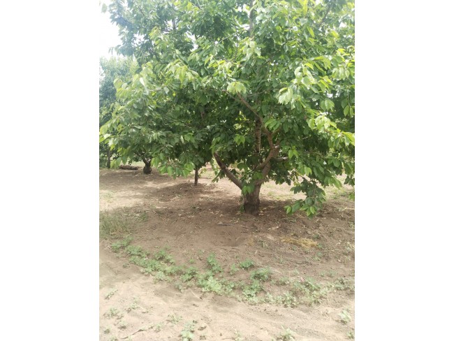 İzmir Kemalpaşa Armutlu Hürriyet'te 5.856 m2 Kiraz Zeytin Bağı. Daire Takaslı. Açıklamayı Okuyunuz.