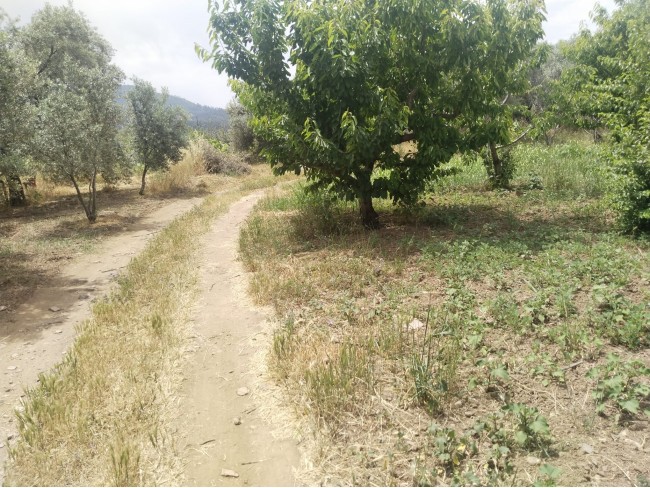 İzmir Kemalpaşa Armutlu Hürriyet'te 5.856 m2 Kiraz Zeytin Bağı. Daire Takaslı. Açıklamayı Okuyunuz.