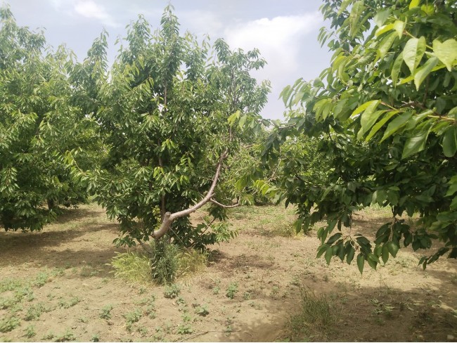 İzmir Kemalpaşa Armutlu Hürriyet'te 5.856 m2 Kiraz Zeytin Bağı. Daire Takaslı. Açıklamayı Okuyunuz.