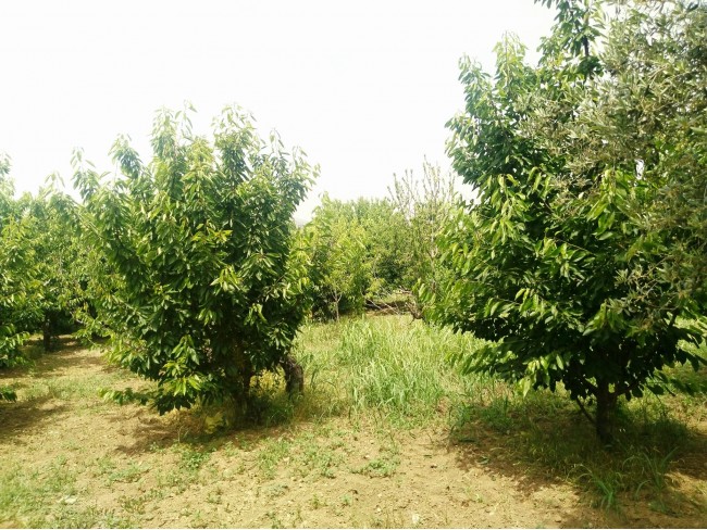 İzmir Kemalpaşa Armutlu Hürriyet'te 5.856 m2 Kiraz Zeytin Bağı. Daire Takaslı. Açıklamayı Okuyunuz.