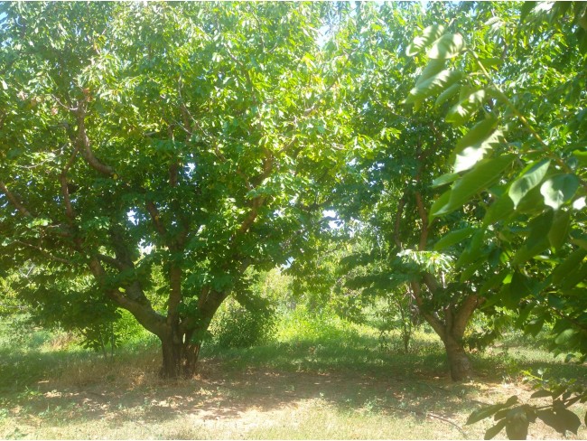 İzmir Kemalpaşa Armutlu Hürriyet'te 5.856 m2 Kiraz Zeytin Bağı. Daire Takaslı. Açıklamayı Okuyunuz.